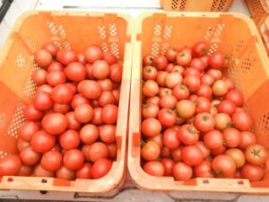 秋が深まっています④。