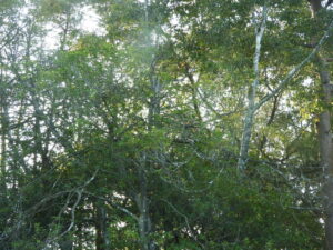 秋が深まっています⑧。