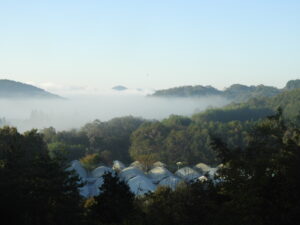 初霜が降りています。