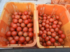 朝一は冷えます。