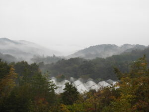 雨が降っています。