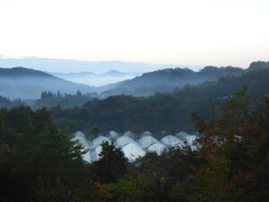 秋深まっています④。