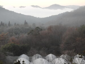 朝の冷え込みが厳しいです。