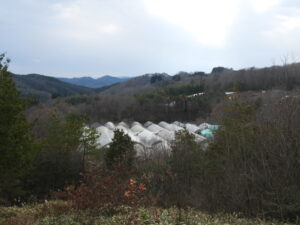 朝は冷えています。