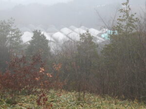 寒さが緩んでいます。