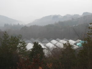 寒さが緩んでいます②。