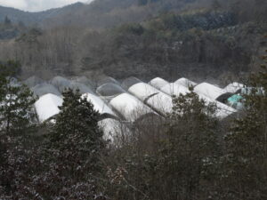 朝は少し白くなりました②。