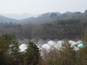 朝は冷え込み厳しく、日中は少し暖かいです②。