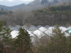 少し春を感じます。