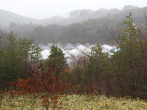 雨は上がり曇り空です。