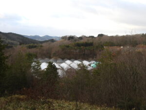 曇り空で少し冷えます。