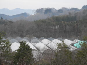 寒さが戻っています。