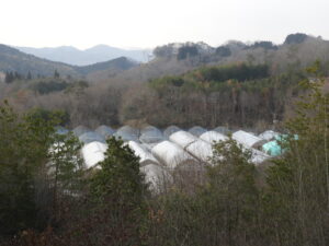 寒さが戻っています②。