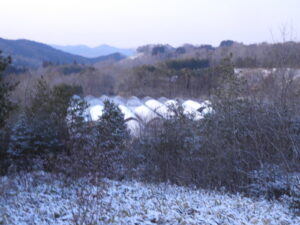 朝一は少し白くなっています。