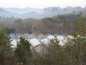 日中は春らしい天気です。