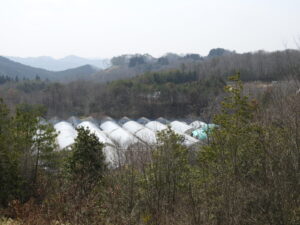 テント上げをしています。