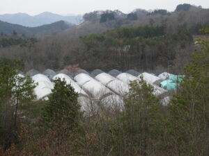 育苗ハウスなどの準備をします。