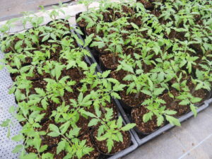 育苗しながら定植の準備をします④。