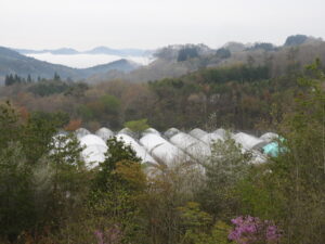 育苗しながら定植の準備をします⑥。