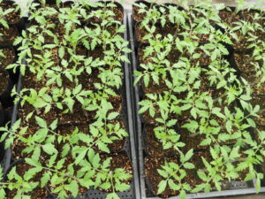 育苗しながら定植の準備をします⑦。