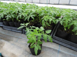 育苗しながら定植の準備をします⑨。