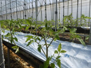 土耕のハウスの定植の準備をしています。