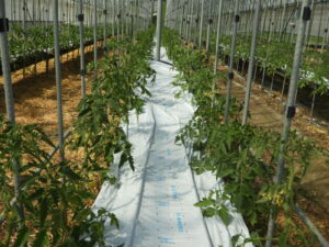 全ての苗が植え終わりました。
