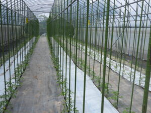 桃太郎シルクの樹の手入れと管理をしています④。
