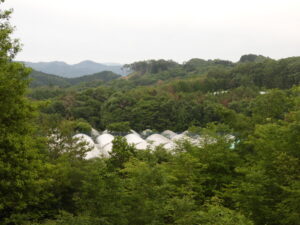 梅雨入りしました。