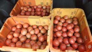 収穫した桃太郎トマト