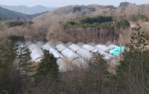 ハウス内の準備を進めます。