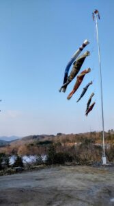 鯉のぼりを上げました。