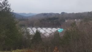 朝の冷え込みが厳しいです②。
