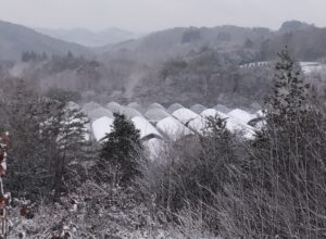 朝一は少し白くなっています。