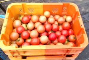 少し秋らしくなっています⑮。