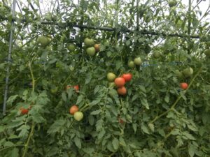 秋らしくなってきました④。