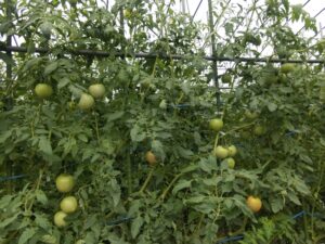 秋らしくなってきました⑤。