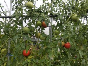 秋らしくなってきました⑥。