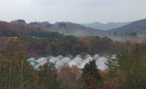 冷たい雨です。