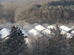 再び朝は白くなっています⑤。