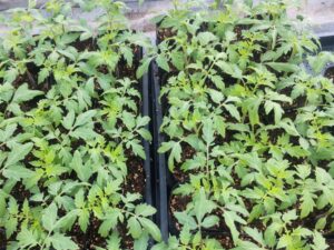 育苗しながら定植の準備をします⑤。