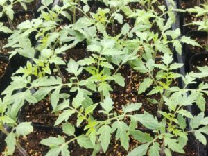 育苗しながら定植の準備をします⑧。