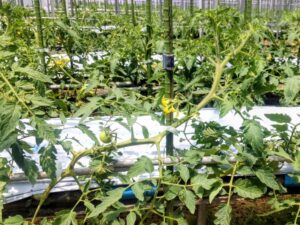 桃太郎シルクの樹の手入れと管理をしています⑩。
